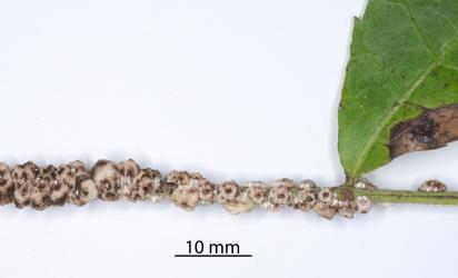 Adult females of Chinese wax scale, Ceroplastes sinensis (Hemiptera: Coccidae) on the petiole of a leaf of Brazilian pepper tree, Schinus terebinthifolius (Anacardiaceae). Creator: Nicholas A. Martin. © Plant & Food Research. [Image: 2T9F]