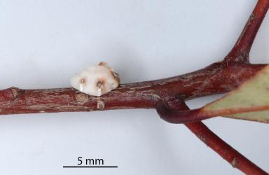 Adult female Chinese wax scale, Ceroplastes sinensis (Hemiptera: Coccidae) on stem of Red mapou, Myrsine australis, (Primulaceae). Creator: Nicholas A. Martin. © Plant & Food Research. [Image: 2T9I]