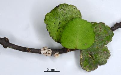 Adult female Chinese wax scale, Ceroplastes sinensis (Hemiptera: Coccidae) on a stem of Tātaka, Melicope simplex (Rutaceae). Creator: Nicholas A. Martin. © Plant & Food Research. [Image: 2T9J]