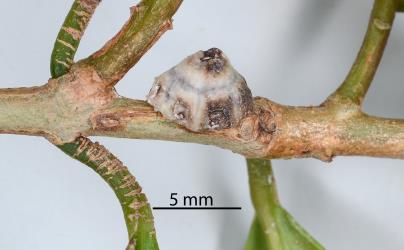 Adult female Chinese wax scale, Ceroplastes sinensis (Hemiptera: Coccidae) on stem of Syzygium sp., (Myrtaceae). Creator: Nicholas A. Martin. © Plant & Food Research. [Image: 2T9K]