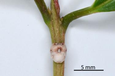 Adult female Chinese wax scale, Ceroplastes sinensis (Hemiptera: Coccidae) on stem of Syzygium sp., (Myrtaceae). Creator: Nicholas A. Martin. © Plant & Food Research. [Image: 2T9L]