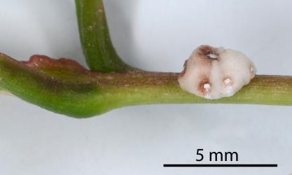 Adult female Chinese wax scale, Ceroplastes sinensis (Hemiptera: Coccidae) on stem of Syzygium sp., (Myrtaceae). Creator: Nicholas A. Martin. © Plant & Food Research. [Image: 2T9M]