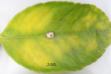 Adult female of Chinese wax scale, Ceroplastes sinensis (Hemiptera: Coccidae) on a leaf of Tahitit lime, Citrus aurantiifolia (Myrtaceae). Creator: Nicholas A. Martin. © Plant & Food Research. [Image: 2T9P]