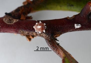 Female Chinese wax scale, Ceroplastes sinensis (Hemiptera: Coccidae) on stem of Red mapou, Myrsine australis (Primulaceae). Creator: Nicholas A. Martin. © Plant & Food Research. [Image: 2T9Q]