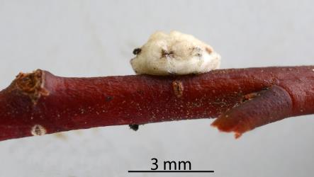 Adult female Chinese wax scale, Ceroplastes sinensis (Hemiptera: Coccidae) on stem of Red mapou, Myrsine australis (Primulaceae). Creator: Nicholas A. Martin. © Plant & Food Research. [Image: 2T9R]