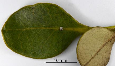 Young nymph of Chinese wax scale, Ceroplastes sinensis (Hemiptera: Coccidae) on a leaf of Mangrove, Avicennia marina, (Acanthaceae). Creator: Nicholas A. Martin. © Plant & Food Research. [Image: 2T9T]