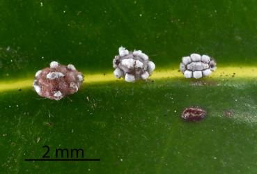 Second (right) and third instar nymphs of Chinese wax scale, Ceroplastes sinensis (Hemiptera: Coccidae) on a leaf of Syzygium sp. (Myrtaceae). Creator: Nicholas A. Martin. © Plant & Food Research. [Image: 2T9W]