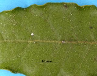 Young nymphs of Chinese wax scale, Ceroplastes sinensis (Hemiptera: Coccidae) on a leaf of Olearia albida (Compositae). Creator: Nicholas A. Martin. © Plant & Food Research. [Image: 2TA0]