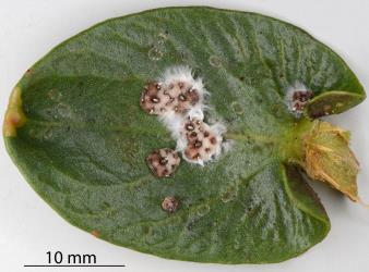 Fungal pathogen of Chinese wax scale, Ceroplastes sinensis (Hemiptera: Coccidae) and a heathy scale on a leaf of Leucospermum cordifloium (Proteaceae). Creator: Nicholas A. Martin. © Plant & Food Research. [Image: 2TA2]