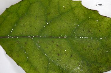 Young nymphs of Chinese wax scale, Ceroplastes sinensis (Hemiptera: Coccidae) on a leaf of Olearia rani (Compositae). Creator: Nicholas A. Martin. © Plant & Food Research. [Image: 2TA4]