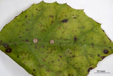 Third instar nymphs of Chinese wax scale, Ceroplastes sinensis (Hemiptera: Coccidae) on a leaf of Olearia rani (Compositae). Creator: Nicholas A. Martin. © Plant & Food Research. [Image: 2TA5]
