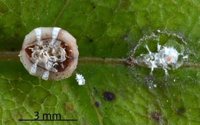 Egg shells exposed in the brood chamber by turning over an adult female Chinese wax scale, Ceroplastes sinensis (Hemiptera: Coccidae): note the first instar nymph. Creator: Nicholas A. Martin. © Plant & Food Research. [Image: 2TA6]