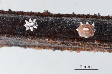 Second and third instar nymphs of Chinese wax scale, Ceroplastes sinensis (Hemiptera: Coccidae) on a stem of Shrubby haloragis, Haloragis erecta (Haloragaceae). Creator: Nicholas A. Martin. © Plant & Food Research. [Image: 2TA7]