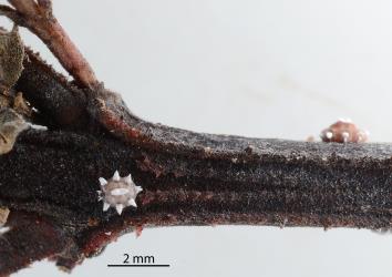 Third instar nymph (left) of Chinese wax scale, Ceroplastes sinensis (Hemiptera: Coccidae) on a stem of Shrubby haloragis, Haloragis erecta (Haloragaceae): note the pair of fine white wax filaments on either side of the excretory exit for excess liquids. Creator: Nicholas A. Martin. © Plant & Food Research. [Image: 2TA8]