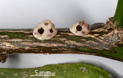 Chinese wax scale, Ceroplastes sinensis (Hemiptera: Coccidae) on a stem of Tahiti lime, Citrus aurantiifolia (Rutaceae) with exit holes made by adult parasitoid wasps (Hymenoptera). Creator: Nicholas A. Martin. © Plant & Food Research. [Image: 2TA9]
