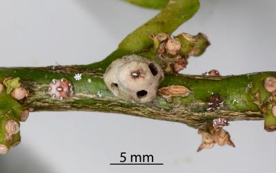 Chinese wax scale, Ceroplastes sinensis (Hemiptera: Coccidae) on a stem of Tahiti lime, Citrus aurantiifolia (Rutaceae) with exit holes made by adult parasitoid wasps (Hymenoptera). Creator: Nicholas A. Martin. © Plant & Food Research. [Image: 2TAA]
