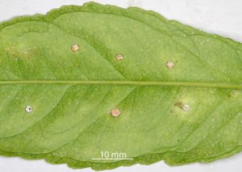 Cocoons of Citrus whitefly predator, Cybocephalus species 1 (Coleoptera: Cybocephalidae) on a leaf of Tahiti lime, Citrus aurantiifolia (Rutaceae) infested with Australian citrus whitefly, Orchamoplatus citri (Hemiptera: Aleyrodidae): note the clear space around each cocoon. Creator: Nicholas A. Martin. © Plant & Food Research. [Image: 2TBD]