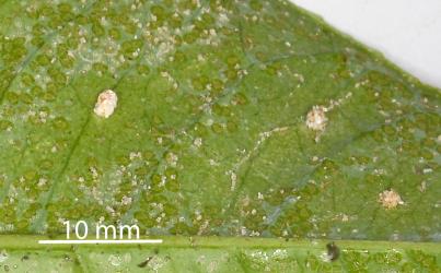 Cocoons of Citrus whitefly predator, Cybocephalus species 1 (Coleoptera: Cybocephalidae) on a leaf of Tahiti lime, Citrus aurantiifolia (Rutaceae) infested with Australian citrus whitefly, Orchamoplatus citri (Hemiptera: Aleyrodidae): note the clear space around each cocoon. Creator: Nicholas A. Martin. © Plant & Food Research. [Image: 2TBE]