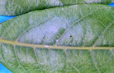 Australian citrus whitefly, Orchamoplatus citri (Hemiptera: Aleyrodidae) on the underside of a leaf of Tītoki, Alectryon excelsus (Sapindaceae). Creator: Nicholas A. Martin. © Plant & Food Research. [Image: 2TBI]