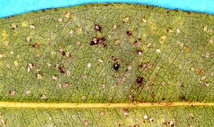 Australian citrus whitefly, Orchamoplatus citri (Hemiptera: Aleyrodidae) on the underside of a leaf of Pohutukawa, Metrosideros excelsa (Myrtaceae). Creator: Nicholas A. Martin. © Plant & Food Research. [Image: 2TBJ]