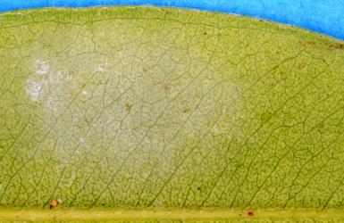 Australian citrus whitefly, Orchamoplatus citri (Hemiptera: Aleyrodidae) on the underside of a leaf of Pohutukawa, Metrosideros excelsa (Myrtaceae). Creator: Nicholas A. Martin. © Plant & Food Research. [Image: 2TBK]