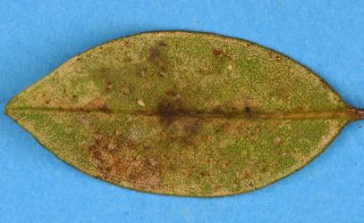 Australian citrus whitefly, Orchamoplatus citri (Hemiptera: Aleyrodidae) on the underside of a leaf of Bartlett's rata, Metrosideros bartlettii (Myrtaceae). Creator: Nicholas A. Martin. © Plant & Food Research. [Image: 2TBL]