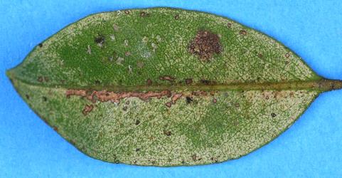 Australian citrus whitefly, Orchamoplatus citri (Hemiptera: Aleyrodidae) on the underside of a leaf of Bartlett's rata, Metrosideros bartlettii (Myrtaceae). Creator: Nicholas A. Martin. © Plant & Food Research. [Image: 2TBM]