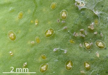 First, second and third instar (stage) larvae of Australian citrus whitefly, Orchamoplatus citri (Hemiptera: Aleyrodidae) on the underside of a young leaf of Meyer lemon, Citrus ×meyeri (Rutaceae) : note the white wax on the first instar larvae and the white material on the third instar larvae. Creator: Nicholas A. Martin. © Plant & Food Research. [Image: 2TBU]