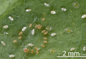 Eggs and, first and second instar (stage) larvae of Australian citrus whitefly, Orchamoplatus citri (Hemiptera: Aleyrodidae) on the underside of a young leaf of Meyer lemon, Citrus ×meyeri (Rutaceae) : note the white wax on the first instar larvae. Creator: Nicholas A. Martin. © Plant & Food Research. [Image: 2TBV]