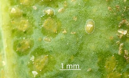 Large larvae of Australian citrus whitefly, Orchamoplatus citri (Hemiptera: Aleyrodidae) on the underside of a leaf of Tahiti lime, Citrus aurantiifolia (Rutaceae): note the ring of wax filaments visible arround some fourth instar (stage) larvae and the sticky liquid arround them. Creator: Nicholas A. Martin. © Plant & Food Research. [Image: 2TC0]