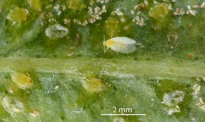 A recently emerged adult Australian citrus whitefly, Orchamoplatus citri (Hemiptera: Aleyrodidae) on the underside of a leaf of Tahiti lime, Citrus aurantiifolia (Rutaceae): note the pale wings that have not got their full amount of wax. Creator: Nicholas A. Martin. © Plant & Food Research. [Image: 2TC5]