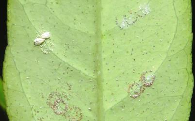 Adult Australian citrus whitefly, Orchamoplatus citri (Hemiptera: Aleyrodidae) laying eggs on the underside of a young leaf of Meyer lemon, Citrus ×meyeri (Rutaceae): note the circular groups of young eggs. Creator: Nicholas A. Martin. © Plant & Food Research. [Image: 2TC6]
