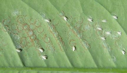 Adult Australian citrus whitefly, Orchamoplatus citri (Hemiptera: Aleyrodidae) laying eggs on the underside of a young leaf of Meyer lemon, Citrus ×meyeri (Rutaceae): note the circular groups of eggs. Creator: Nicholas A. Martin. © Plant & Food Research. [Image: 2TC8]