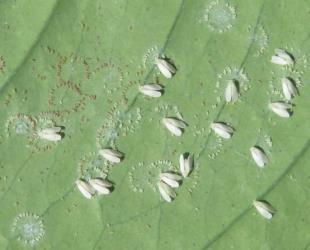 Adult Australian citrus whitefly, Orchamoplatus citri (Hemiptera: Aleyrodidae) laying eggs on the underside of a young leaf of Meyer lemon, Citrus ×meyeri (Rutaceae): note the circular groups of young eggs. Creator: Nicholas A. Martin. © Plant & Food Research. [Image: 2TC9]