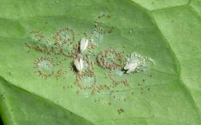 Adult Australian citrus whitefly, Orchamoplatus citri (Hemiptera: Aleyrodidae) laying eggs on the underside of a young leaf of Meyer lemon, Citrus ×meyeri (Rutaceae): note the circular groups of eggs. Creator: Nicholas A. Martin. © Plant & Food Research. [Image: 2TCA]