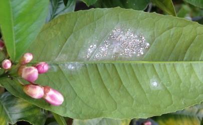 Overwintering Australian citrus whitefly, Orchamoplatus citri (Hemiptera: Aleyrodidae) on the underside of a leaf of Meyer lemon, Citrus ×meyeri (Rutaceae). Creator: Nicholas A. Martin. © Plant & Food Research. [Image: 2TCE]