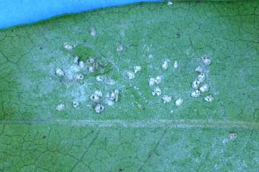 Ash whitefly, Siphoninus phillyreae (Hemiptera: Aleyrodidae) on the underside of a leaf of a Maire, Nestegis cunninghamii (Oleaceae). Creator: Nicholas A. Martin. © Plant & Food Research. [Image: 2TD4]