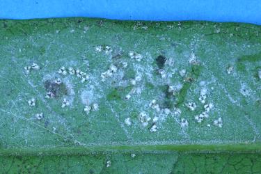 Ash whitefly, Siphoninus phillyreae (Hemiptera: Aleyrodidae) on the underside of a leaf of a Maire, Nestegis cunninghamii (Oleaceae). Creator: Nicholas A. Martin. © Plant & Food Research. [Image: 2TD5]