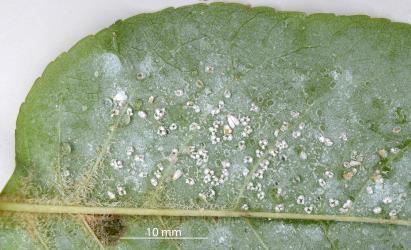 Colony of Ash whitefly, Siphoninus phillyreae (Hemiptera: Aleyrodidae) on the underside of a leaf of an Ash tree, Fraxinus sp. (Oleaceae). Creator: Nicholas A. Martin. © Plant & Food Research. [Image: 2TDB]