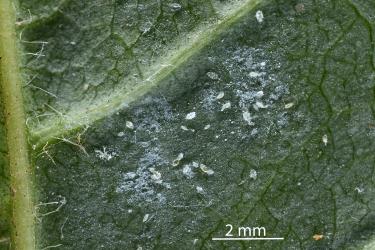 Eggs and young larvae of Ash whitefly, Siphoninus phillyreae (Hemiptera: Aleyrodidae) on the underside of a leaf of an Ash tree, Fraxinus sp. (Oleaceae): note the white wax left by the adults wings. Creator: Nicholas A. Martin. © Plant & Food Research. [Image: 2TDD]