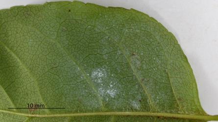 Eggs and young larvae of Ash whitefly, Siphoninus phillyreae (Hemiptera: Aleyrodidae) on the underside of a leaf of an Ash tree, Fraxinus sp. (Oleaceae): note the white wax left by the adults wings. Creator: Nicholas A. Martin. © Plant & Food Research. [Image: 2TDE]