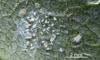 Eggs and the four larval instars (stages) of Ash whitefly, Siphoninus phillyreae (Hemiptera: Aleyrodidae) on the underside of a leaf of an Ash tree, Fraxinus sp. (Oleaceae): note the white wax down the midline of the fourth instar larvae (right) and the black pigment at the front and back. Creator: Nicholas A. Martin. © Plant & Food Research. [Image: 2TDF]