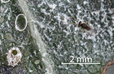 An adult parasitic wasp (Hymenoptera), a possible parasitoid of Ash whitefly, Siphoninus phillyreae (Hemiptera: Aleyrodidae): note the exit hole in the whitefly puparium on the left. The Ash whitefly parasitoid, Encarsia inaron (Hymenoptera: Aphelinidae) was present on the tree. Creator: Nicholas A. Martin. © Plant & Food Research. [Image: 2TDJ]