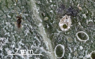 An adult parasitic wasp (Hymenoptera), a possible parasitoid of Ash whitefly, Siphoninus phillyreae (Hemiptera: Aleyrodidae): note the exit hole in the whitefly puparium on the right. The Ash whitefly parasitoid, Encarsia inaron (Hymenoptera: Aphelinidae) was present on the tree. Creator: Nicholas A. Martin. © Plant & Food Research. [Image: 2TDK]
