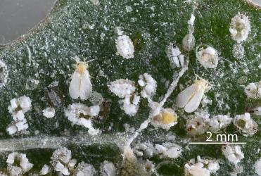 Adults and puparia of Ash whitefly, Siphoninus phillyreae (Hemiptera: Aleyrodidae) on the underside of a leaf of a Hawthorn tree, Crataegus monogyna (Rosaceae): note the black eyespots in the emmerging adult. Creator: Nicholas A. Martin. © Plant & Food Research. [Image: 2TDM]