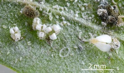 A recently emerged adult female and puparia of Ash whitefly, Siphoninus phillyreae (Hemiptera: Aleyrodidae) on the underside of a leaf of a Hawthorn tree, Crataegus monogyna (Rosaceae). Creator: Nicholas A. Martin. © Plant & Food Research. [Image: 2TDN]