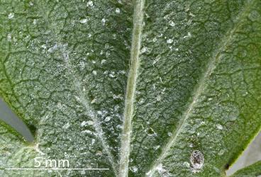 Eggs and young larvae of Ash whitefly, Siphoninus phillyreae (Hemiptera: Aleyrodidae) on the underside of a leaf of a Hawthorn tree, Crataegus monogyna (Rosaceae). Creator: Nicholas A. Martin. © Plant & Food Research. [Image: 2TDP]