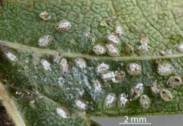 Larvae of Ash whitefly, Siphoninus phillyreae (Hemiptera: Aleyrodidae) on the underside of a leaf of a Hawthorn tree, Crataegus monogyna (Rosaceae): note the white wax down the midline of the fourth instar (stage) larvae that also have black pigment at both ends, and the presence of liquid at the tips of tall papillae on larvae. Creator: Nicholas A. Martin. © Plant & Food Research. [Image: 2TDU]