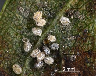 Fourth instar (stage) larvae and puparia of Ash whitefly, Siphoninus phillyreae (Hemiptera: Aleyrodidae) on the underside of a leaf of a Hawthorn tree, Crataegus monogyna (Rosaceae): note the tubular papillae with droplets on their bodies. Creator: Nicholas A. Martin. © Plant & Food Research. [Image: 2TDV]