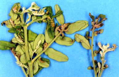 Leaf fold galls and distorted leaves and shoots on Kaka beak, Clianthus punicens (Leguminosae) induced by the feeding on young leaves by the Kaka beak gall mite, Aceria clianthi (Acari: Eriophyidae). Creator: Nicholas A. Martin. © Plant & Food Research. [Image: 2WMN]